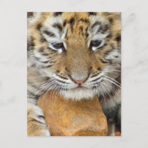 Carte postale Tiger Cub