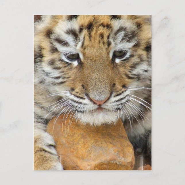 Carte postale Tiger Cub (Devant)