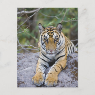 Carte Postale Tiger cub, Bandhavgarh National Park, India