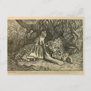 Carte Postale Tiger Cub Ephemera Art Vintage