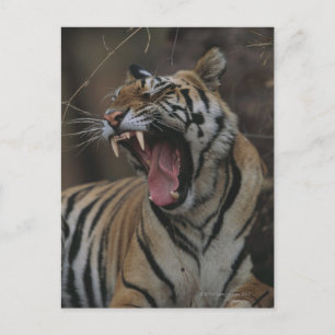 Carte Postale Tiger Cub Yawning