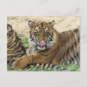 Carte postale Tiger Cubs