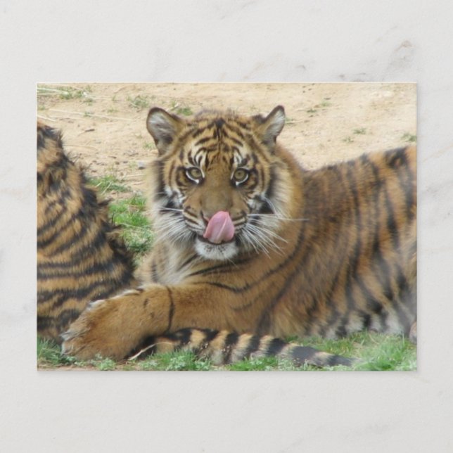 Carte postale Tiger Cubs (Devant)