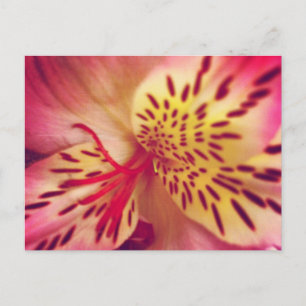 Carte postale Tiger Lily