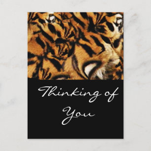 Carte Postale Tiger Love_