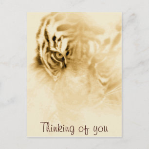 Carte Postale , Tiger Love_