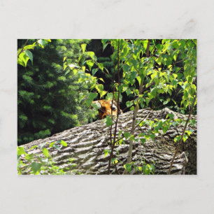 Carte postale Tiger Peek-a-boo