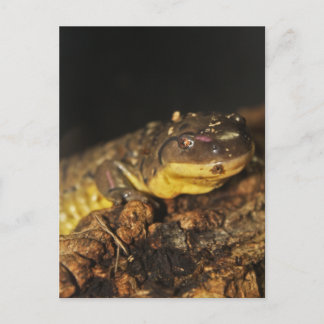 Carte Postale Tiger Salamander