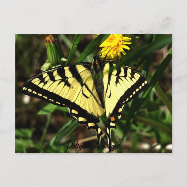 Carte Postale Tiger Swallowtail à ailes délicieuses (Devant)