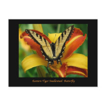 Tiger Swallowtail sur Daylily