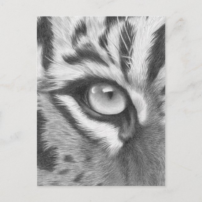 Carte Postale Tigerauge - Bleistiftzeichnung (Devant)