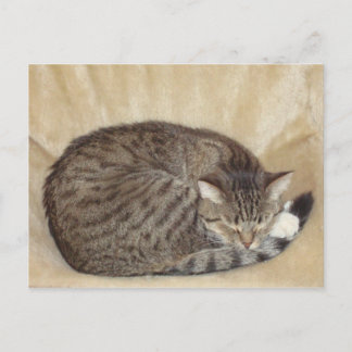 Carte Postale Tigerkatze