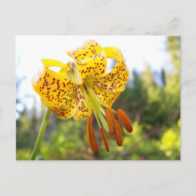 Carte Postale Tigerlily (Devant)