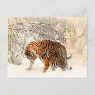Carte postale Tigers d'hiver