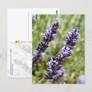 Carte Postale Tiges de lavande, Provence, France -