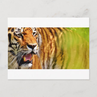 Carte Postale tiget-me