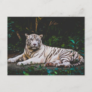 Carte Postale Tigre