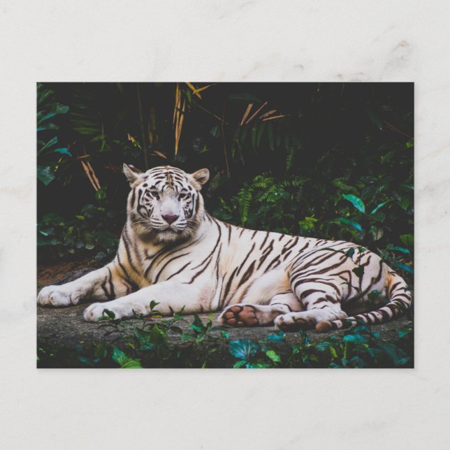 Carte Postale Tigre (Devant)