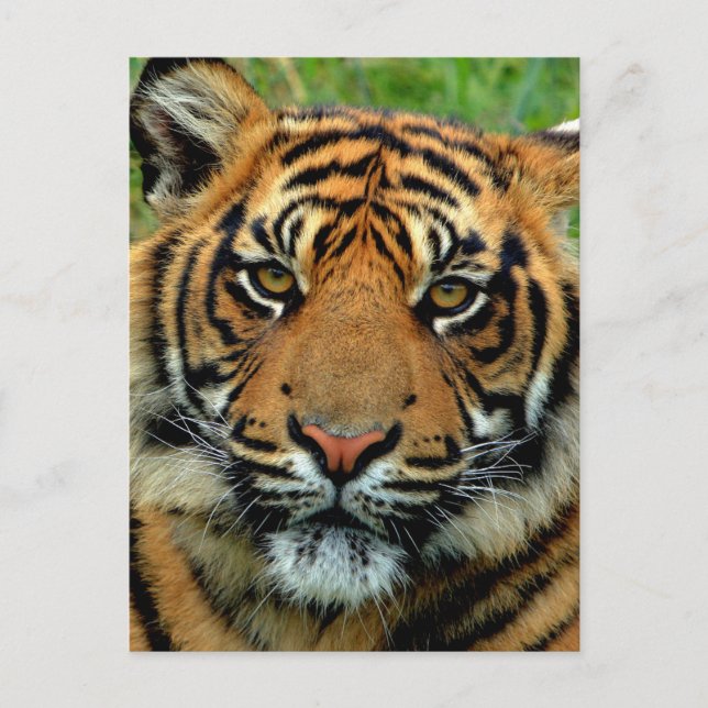 Carte Postale Tigre (Devant)