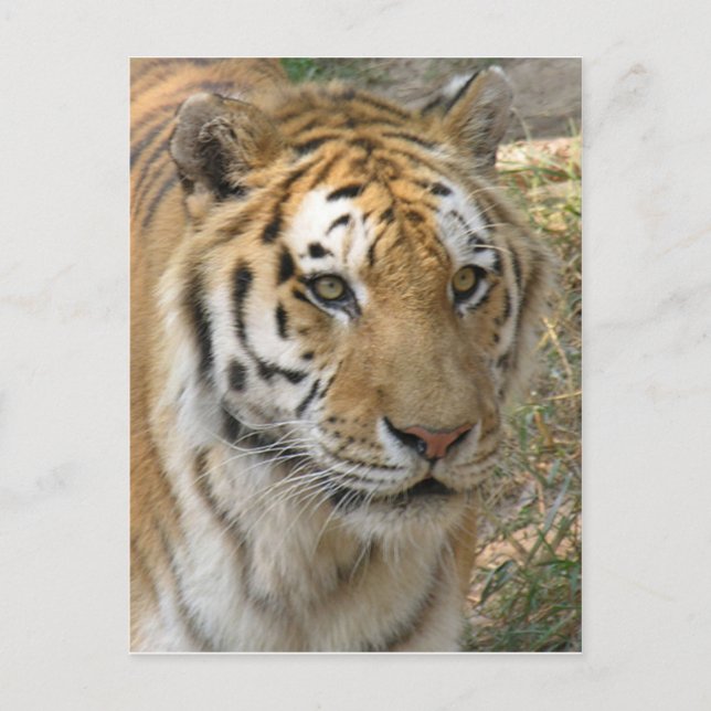 Carte Postale Tigre (Devant)