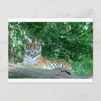 Carte Postale Tigre
