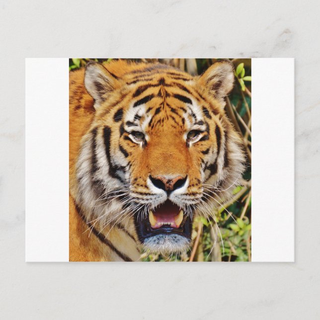 Carte Postale Tigre (Devant)