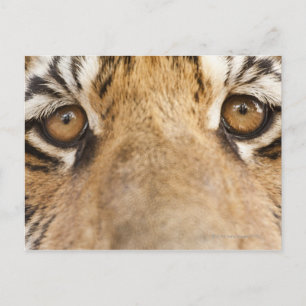 Carte Postale Tigre