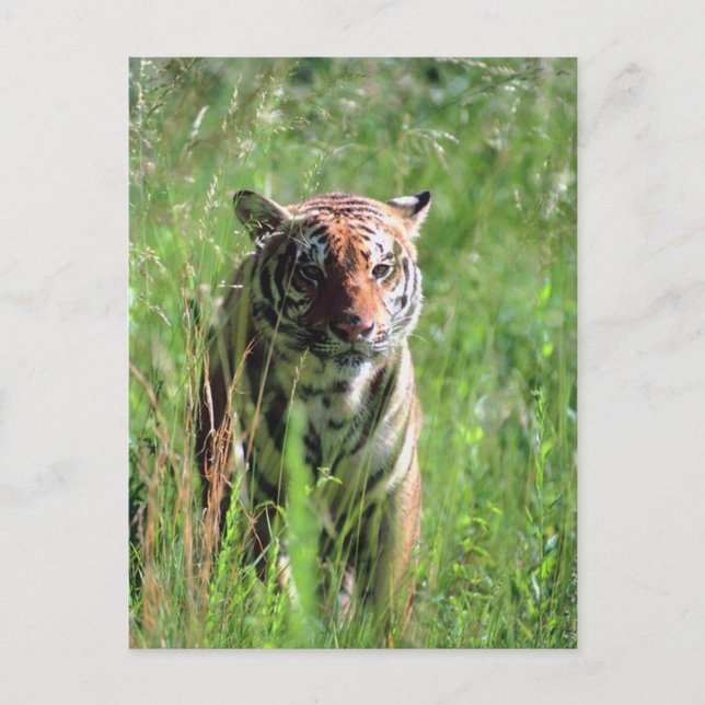 Carte Postale Tigre (Devant)