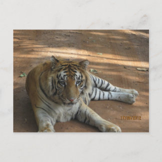 Carte Postale Tigre