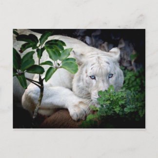 Carte postale - Tigre
