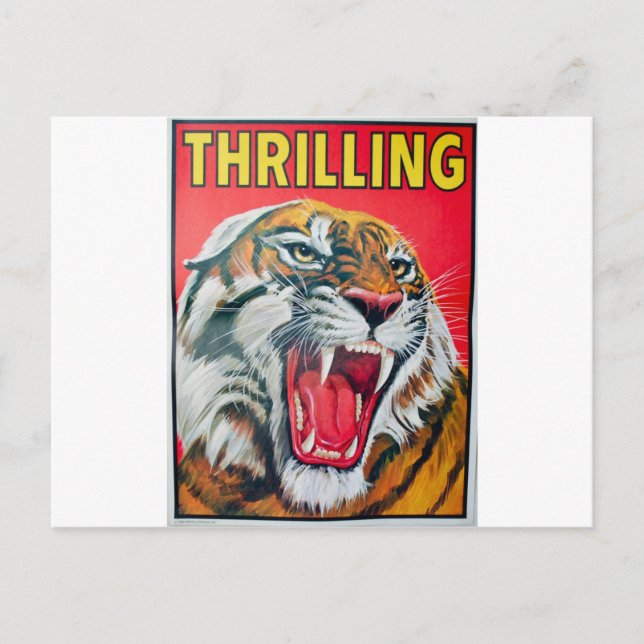 Carte Postale Tigre (Devant)