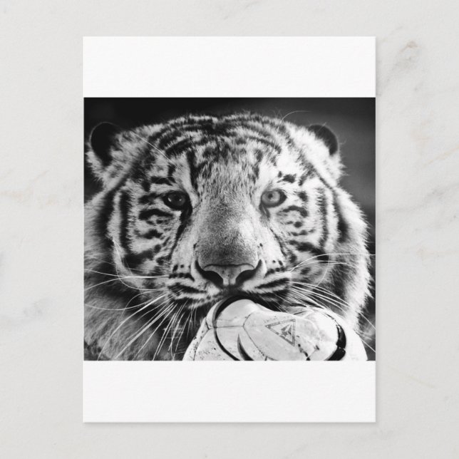 Carte Postale Tigre (Devant)