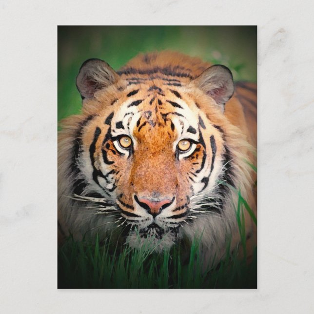 Carte Postale Tigre (Devant)