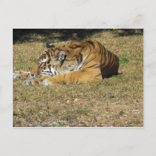 Carte Postale Tigre