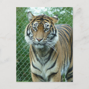 Carte Postale Tigre