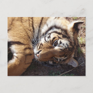 Carte Postale Tigre 2