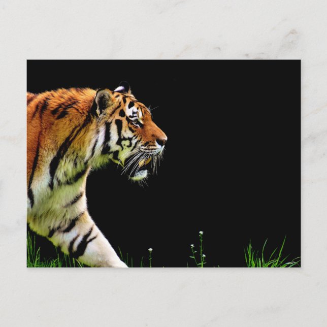 Carte Postale Tigre approchant - Oeuvres d'art d'animaux sauvage (Devant)