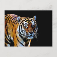 Tigre avec Arrière - plan noir