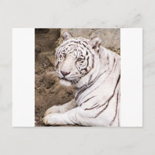 Carte Postale Tigre blanc