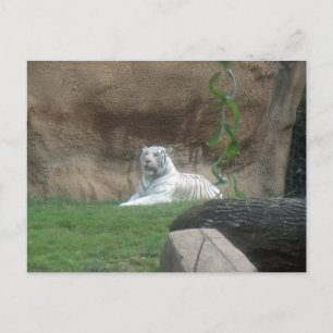 Carte Postale Tigre blanc