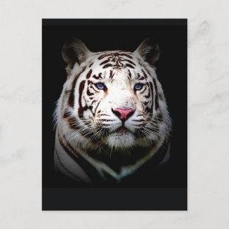 Carte Postale Tigre blanc