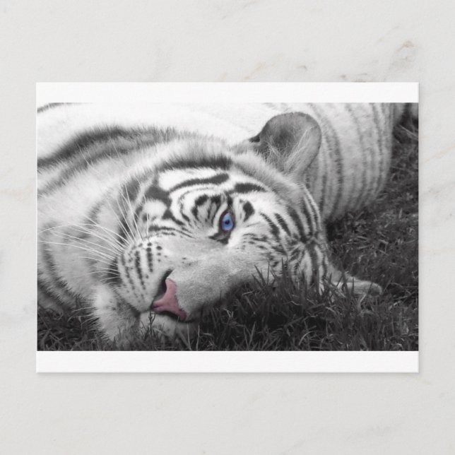 Carte Postale Tigre blanc (Devant)