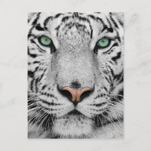 Carte Postale Tigre blanc