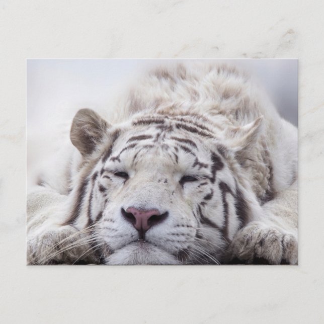 Carte Postale Tigre blanc mignon endormi  (Devant)