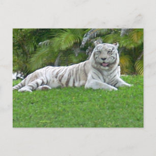 Carte Postale Tigre Blanc se Reposant dans une Verte Prairie Tra