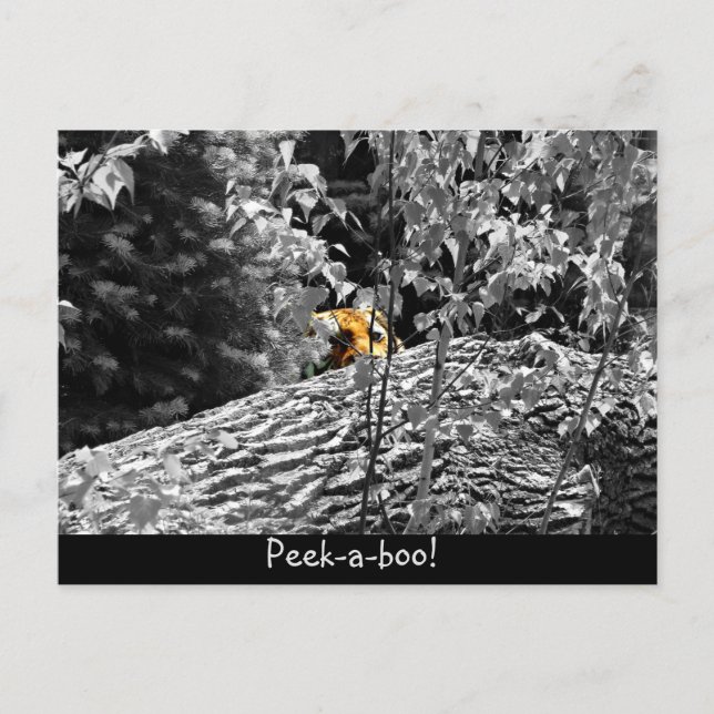 Carte postale Tigre Cache-cache (Devant)