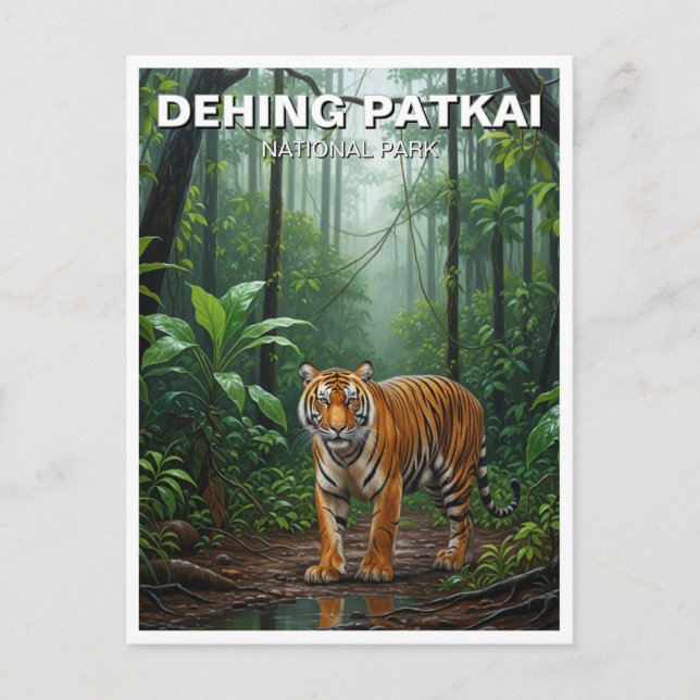 Carte Postale Tigre dans Dehing Patkai National Park Inde Travel (Devant)