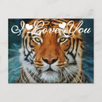 Tigre dans l'eau Photo Je t'aime