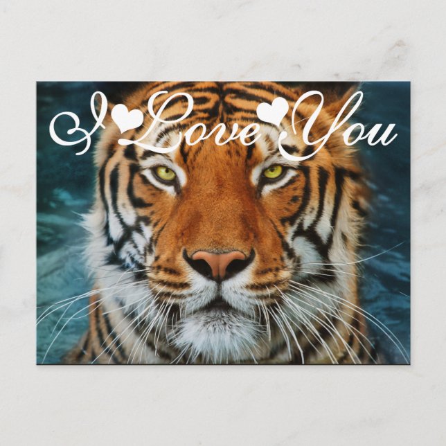 Carte Postale Tigre dans l'eau Photo Je t'aime (Devant)