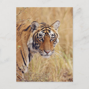 Carte Postale Tigre de Bengale royal observant du